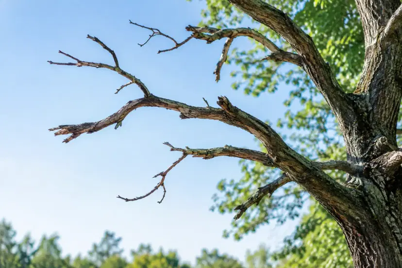 Are Dead Branches Dangerous? Signs to Act Now