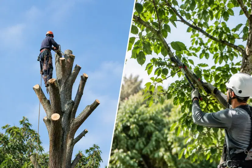 Tree Topping Versus Pruning: Which Is Safer?
